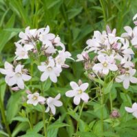 Campanula lactiflora ´Loddon Anna´
