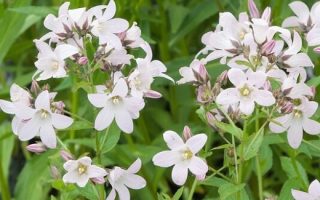 Campanula lactiflora ´Loddon Anna´