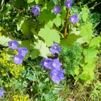 Campanula cochleariifolia Advance Blue