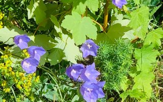 Campanula cochleariifolia Advance Blue