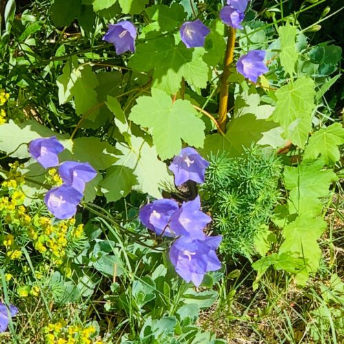 Campanula cochleariifolia Advance Blue - Obrázek 1