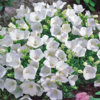 Campanula carpatica ´Pearl White´