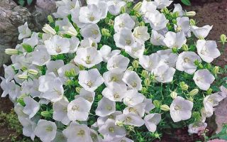 Campanula carpatica ´Pearl White´