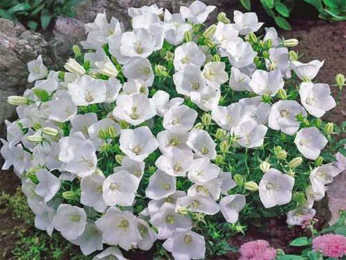 Campanula carpatica ´Pearl White´ - Obrázek 1