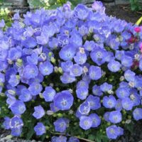Campanula carpatica ´Pearl Blue´