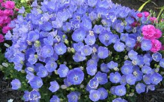 Campanula carpatica ´Pearl Blue´