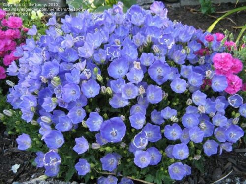 Campanula carpatica ´Pearl Blue´ - Obrázek 1