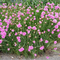 Armeria maritima