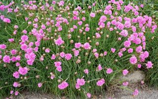 Armeria maritima