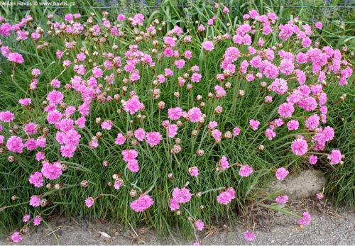 Armeria maritima - Obrázek 1