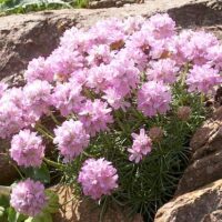Armeria juniperifolia ´Lelekovice´ mix