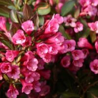 Weigela florida 'Alexandra'®