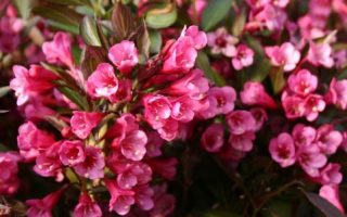 Weigela florida 'Alexandra'®