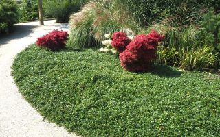Cotoneaster dammeri radicans