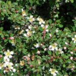 Cotoneaster dammeri radicans - Obrázek 2
