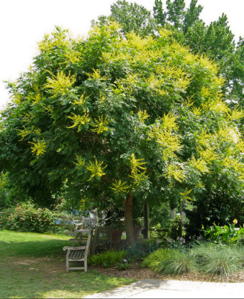 Koelreuteria paniculata - Obrázek 1