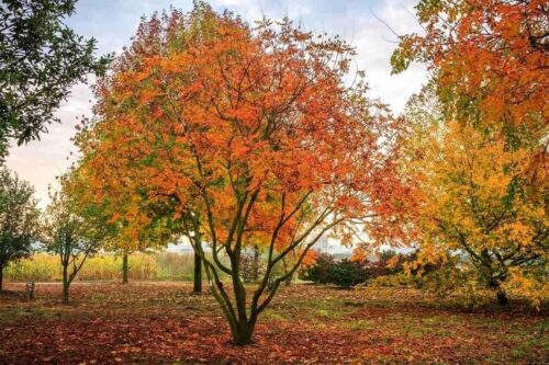 Koelreuteria paniculata - Obrázek 7