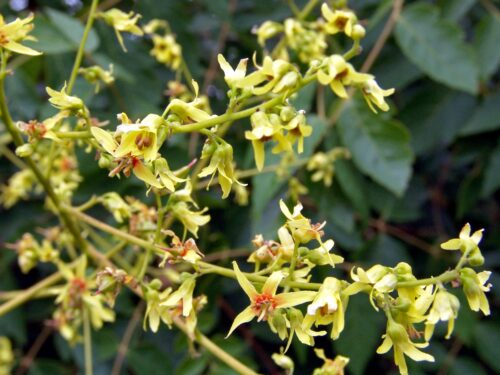 Koelreuteria paniculata - Obrázek 6
