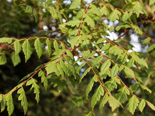 Koelreuteria paniculata - Obrázek 4