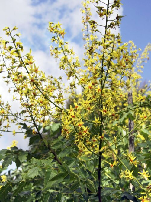 Koelreuteria paniculata - Obrázek 3