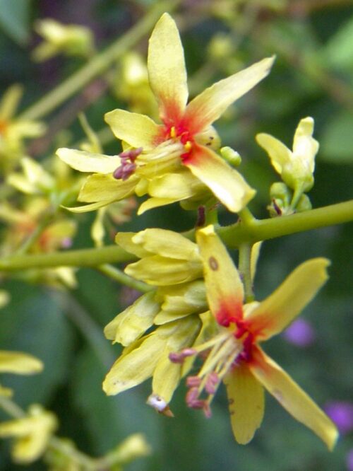 Koelreuteria paniculata - Obrázek 2