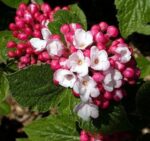 Viburnum carlesii 40–60 K4 - Obrázek 2