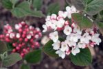 Viburnum carlesii 40–60 K4