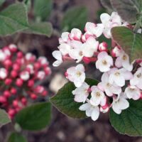 Viburnum carlesii 40–60 K4