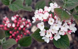 Viburnum carlesii 40–60 K4