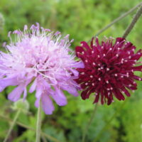 Knautia macedonica 'Melton Pastels'