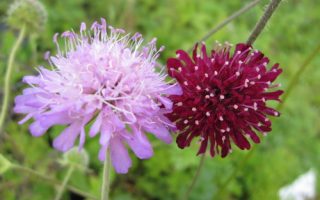 Knautia macedonica 'Melton Pastels'