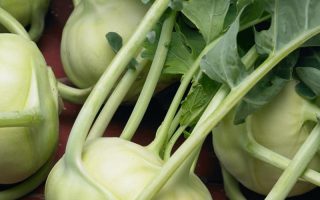 Brukev bílá – 'KONMAR', Kiepenkerl / cena za ks