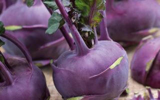 Brukev modrá– 'BLARO' Kiepenkerl / cena za ks