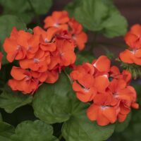 Pelargonium zonale 10 pack