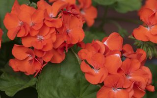 Pelargonium zonale 10 pack