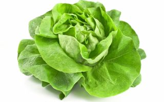 Salát TIZIAN', hlávkový zelený, Kiepenkerl