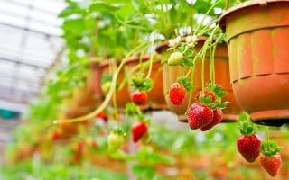 Jahody – sazenice Jahodník měsíční RUJANA, 10 pack