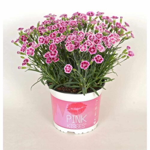 DIANTHUS 'Pink Kisses' - Obrázek 1