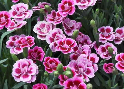 DIANTHUS 'Pink Kisses' - Obrázek 3