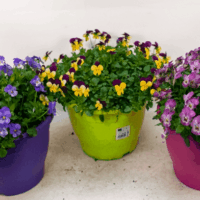 Viola cornuta Violka rohatá, barevný květináč, dekor 7,5L