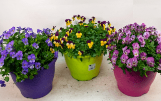 Viola cornuta Violka rohatá, barevný květináč, dekor 7,5L