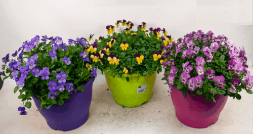 Viola cornuta Violka rohatá, barevný květináč, dekor 7,5L - Obrázek 1