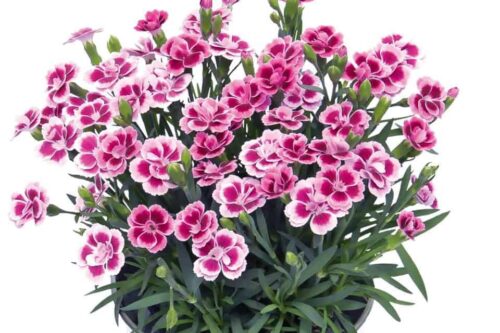 DIANTHUS 'Pink Kisses' - Obrázek 2