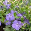 Vinca minor 'Ralph Shuggert' - P 9