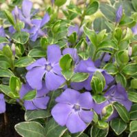 Vinca minor 'Ralph Shuggert'