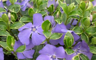 Vinca minor 'Ralph Shuggert'
