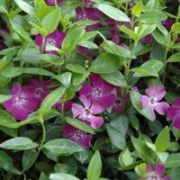 Vinca minor Barvínek menší, Atropurpurea, P 9