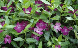 Vinca minor Barvínek menší, Atropurpurea, P 9