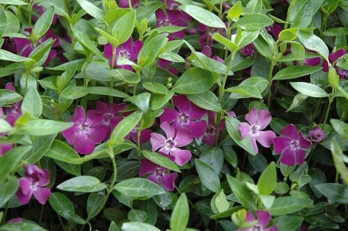 Vinca minor Barvínek menší, Atropurpurea, P 9 - Obrázek 1
