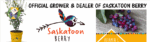 Amelanchier aln. 'Saskatoon Berry'® - Obrázek 7